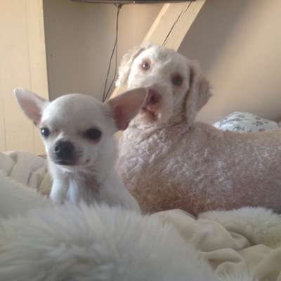 14. Farbenfoto-Challenge "Weiss"-Beitrag-Bild