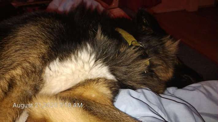 Hundetreffen-Training im sozialverhalten-Bild