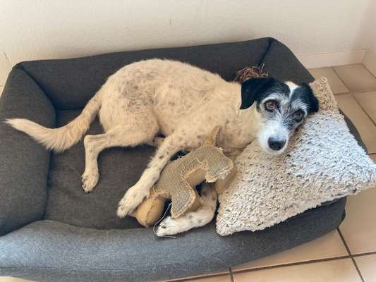 Hund aus dem Spanischen Tierschutz-Beitrag-Bild