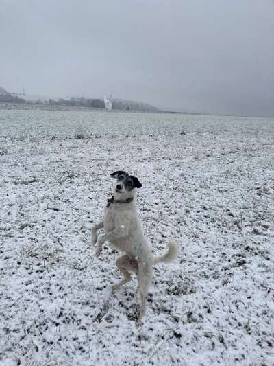 Windhunde - Treffen der besonderen Schönheiten
HERZLICH WILLKOMMEN-Beitrag-Bild