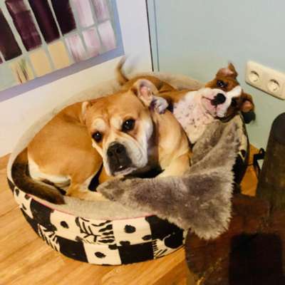 Hundetreffen-Welpen-Spielkameraden gesucht-Profilbild