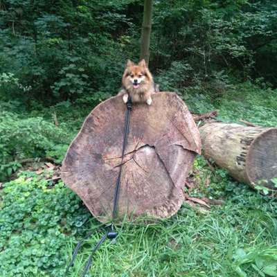 Hundetreffen-Hunde Strand-Bild