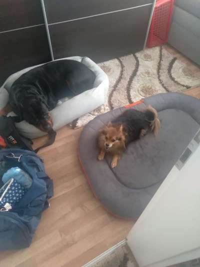 Auslandstierschutz-Beitrag-Bild