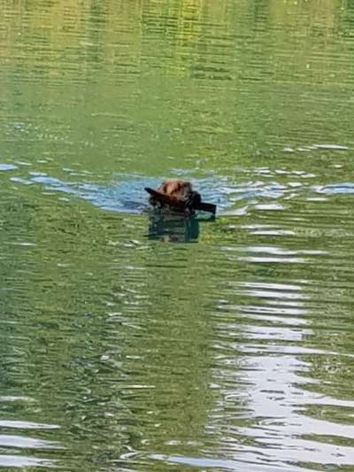 Dogorama-Monats-Challenge-Mai "Wasser"-Beitrag-Bild