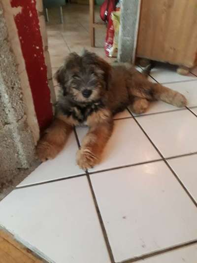 Welpen Bilder !-Beitrag-Bild