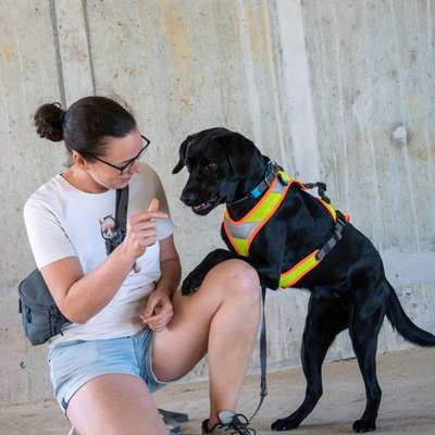 Hundetreffen-Team für Mantrailing Training gesucht-Bild