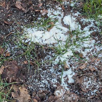 Giftköder-Giftköder eventuell-Bild