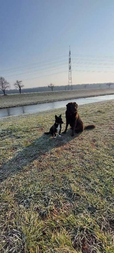 Hundetreffen-Spielstunden-Bild