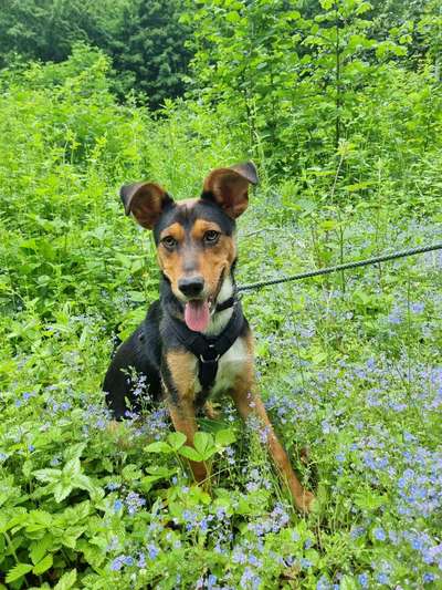 Die Dogorama Monats Challenge "Es grünt und blüht"-Beitrag-Bild