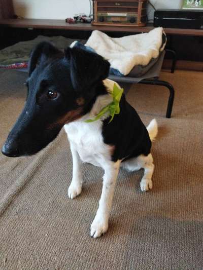 Wie kamst du zu deinem Hund?-Beitrag-Bild