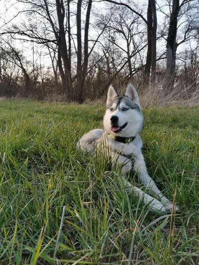 Husky-Beitrag-Bild