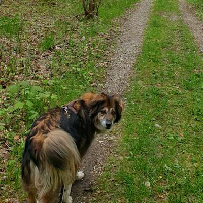 Hundetreffen-Social Walk Münchner Süden-Bild