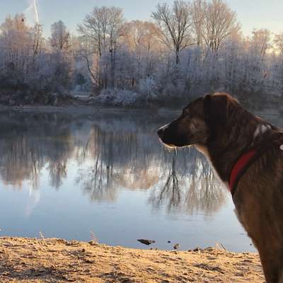 Hundetreffen-Gassi und Trainingstreffen-Bild