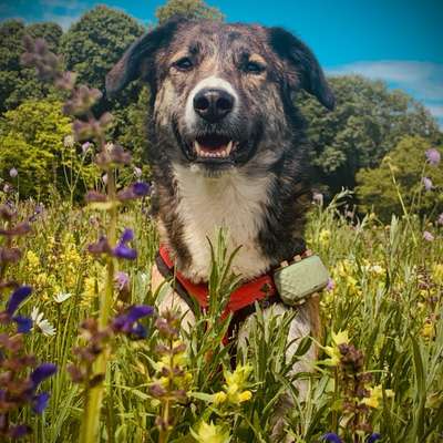 Hundetreffen-Mantrailing-Bild