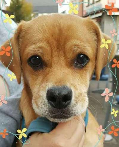 Die besten Hundeblicke 🐾❤️-Beitrag-Bild