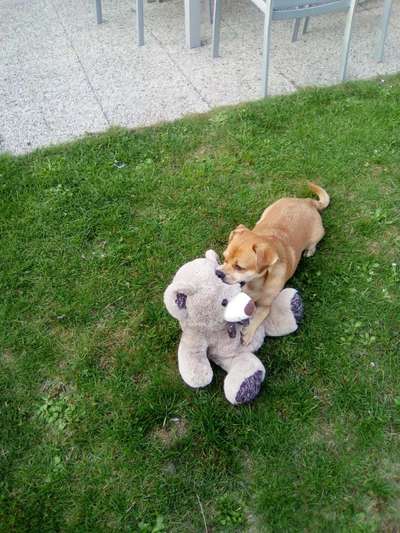 Der Lieblingsplüschi eures Vierbeiners-Beitrag-Bild