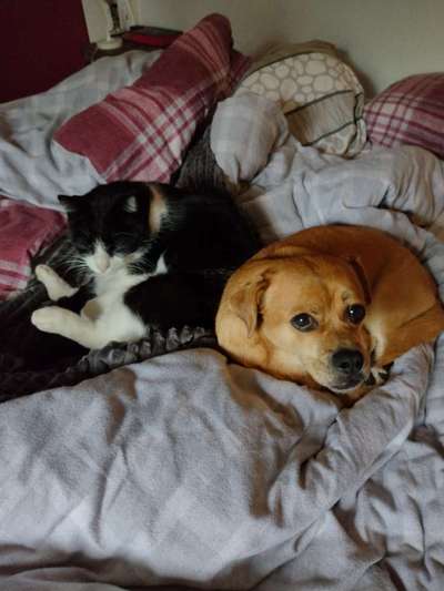 Darf der Hund bei Euch im Bett schlafen?-Beitrag-Bild