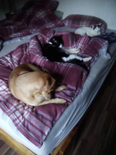 Darf der Hund bei Euch im Bett schlafen?-Beitrag-Bild