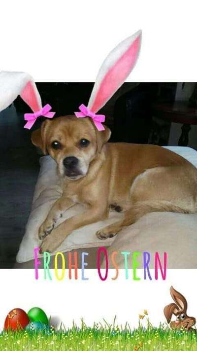 Photomontagen mit Hund-Beitrag-Bild