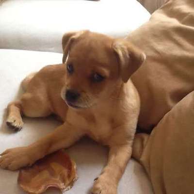 Welpen Bilder !-Beitrag-Bild