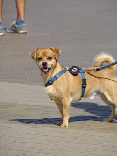 Mischlingshunde Foto Aufruf-Beitrag-Bild