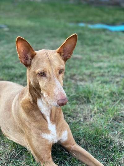 Windhunde - Treffen der besonderen Schönheiten
HERZLICH WILLKOMMEN-Beitrag-Bild