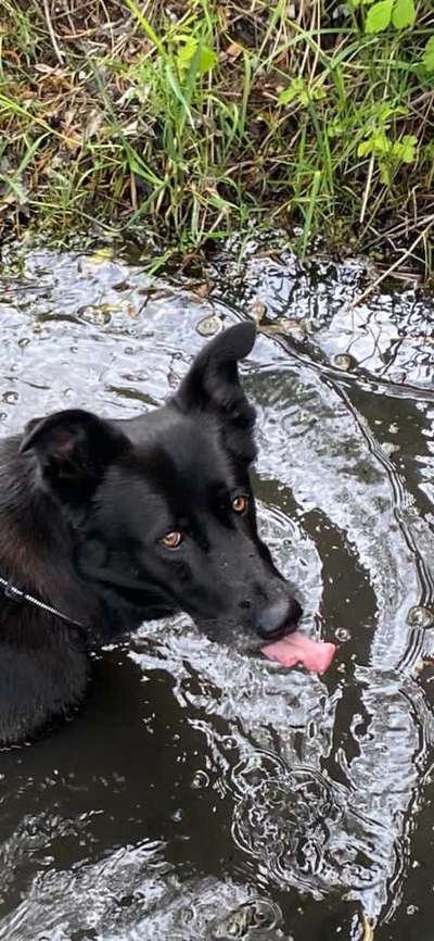 Fotochallenge Nr. 59 - Mein Hund zeigt die Zunge-Beitrag-Bild