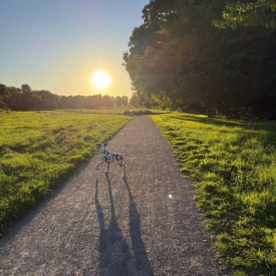 Hundeauslaufgebiet-Wiese neben Schlosspark-Bild