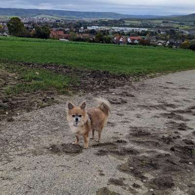 Hundetreffen-Kleinhunde zum Gassi/Spielen gehen gesucht-Bild