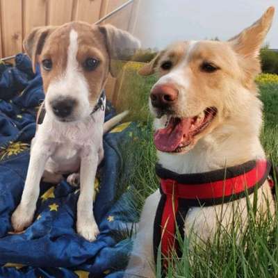 Hundetreffen-Hundetreffen gesucht