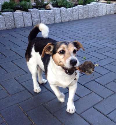Jack Russell Terrier-Beitrag-Bild