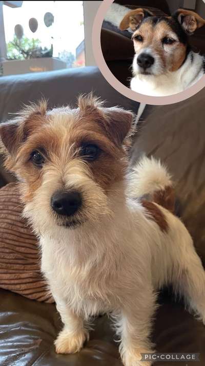 Wo sind die Jack und Parson Russell Terrier?-Beitrag-Bild