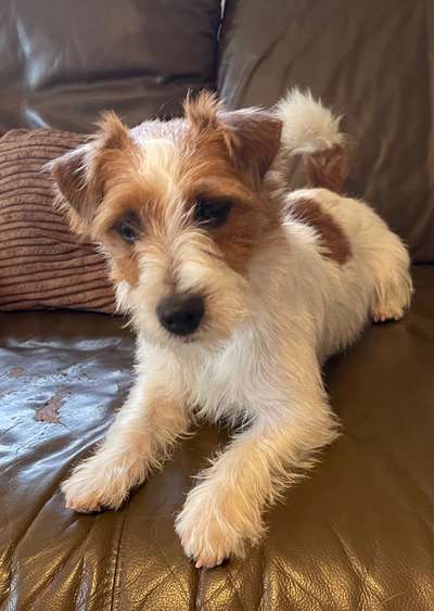Jack Russell Terrier-Beitrag-Bild