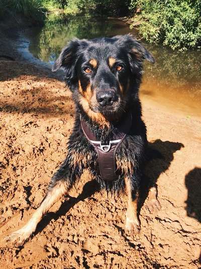 Dogorama Photo Challenge - Portrait-Beitrag-Bild