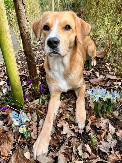 Dogorama Photo Challenge - die ersten Frühjahrsblumen-Beitrag-Bild