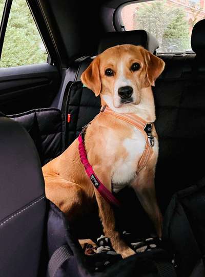 Foto Challenge Thema "Hunde im Auto"-Beitrag-Bild