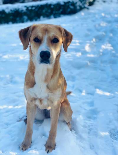 Dogorama Photo Challenge - Winterstimmung-Beitrag-Bild