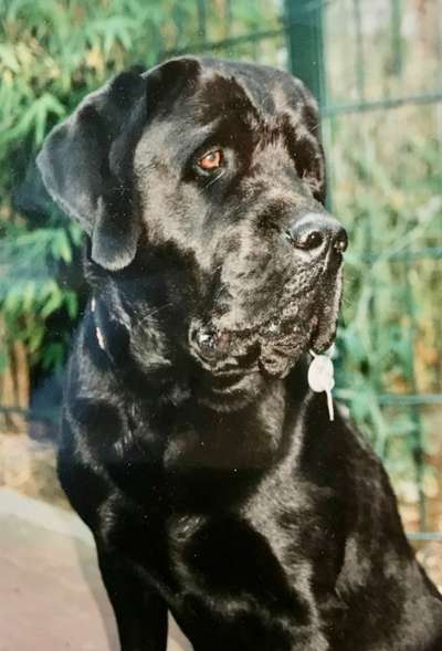 Black dogs are beautiful-Beitrag-Bild