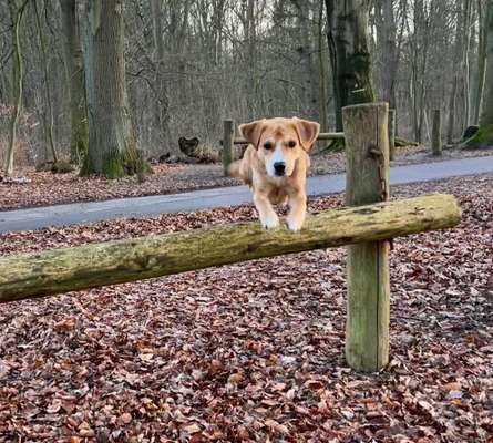 Fotochallenge NR. 123     -Karneval der Tiere--Beitrag-Bild