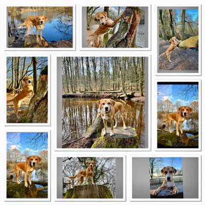 Fotos &Collagen: Beobachtungsposten-Beitrag-Bild