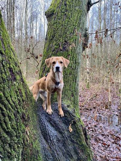 Dogorama Photo Challenge - Märchenwald-Beitrag-Bild