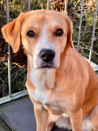 Dogorama Photo Challenge - Portrait-Beitrag-Bild