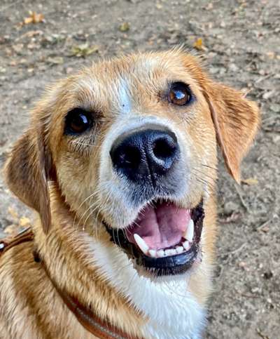 Hundebilder-Beitrag-Bild