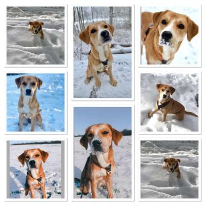 24. Collage-Challenge  *Hund im Schnee*-Beitrag-Bild