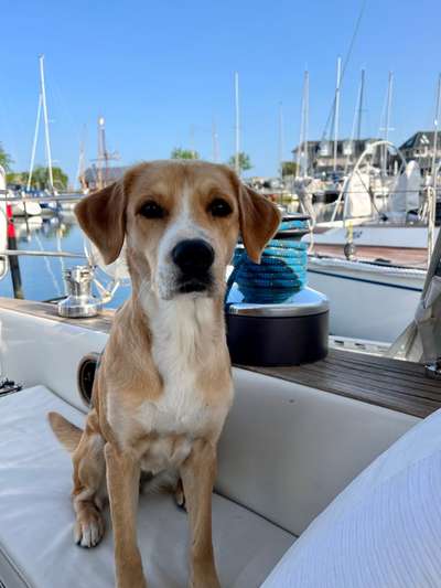 Dogorama Photo Challenge - Sommer Feeling-Beitrag-Bild