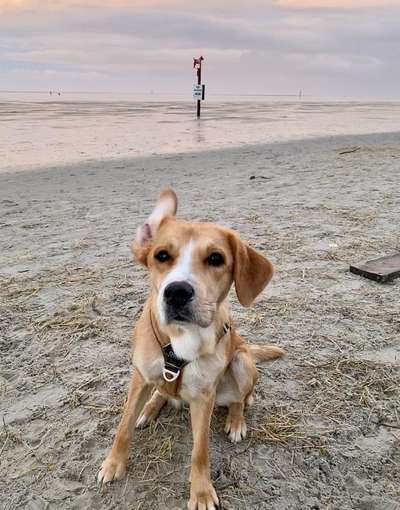 Fotosammlung: ,,Der natürliche Hund" Unbearbeitet, ungestellt und in Natura-Beitrag-Bild