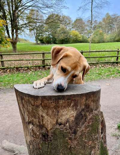 Dogorama Photo Challenge- Der Nase nach-Beitrag-Bild