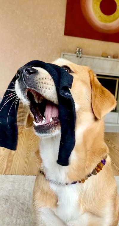 Lustigsten Bilder-Beitrag-Bild