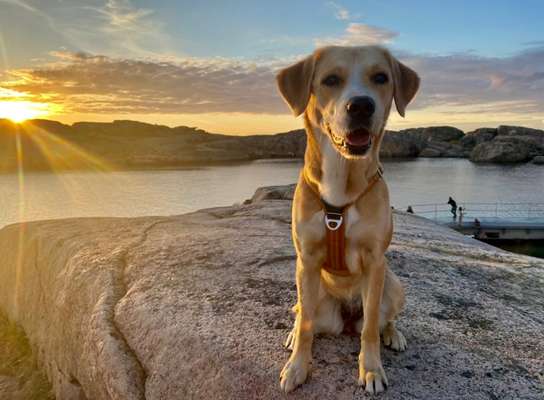 Sonnenaufgänge oder - untergänge-Beitrag-Bild