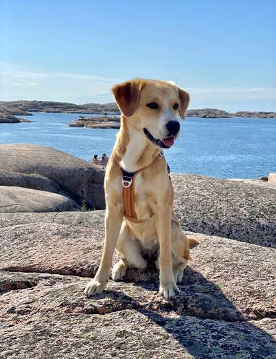 Dogorama Foto Challenge - Wanderziel-Beitrag-Bild